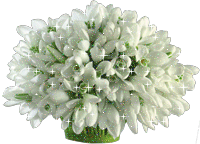 [white_tulips]
